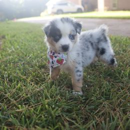 Australian Shepherd, Miniature American Shepherd, Miniature Australian Shepherd, and Toy Australian Shepherd Puppies from TK Standard, Mini, & Toy Aussies