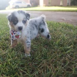 Australian Shepherd, Miniature American Shepherd, Miniature Australian Shepherd, and Toy Australian Shepherd Puppies from TK Standard, Mini, & Toy Aussies