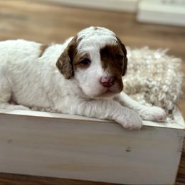 Blue - Merle male Bernedoodle puppy in Hesperia, Michigan from Red Acres Poodles & Doodles