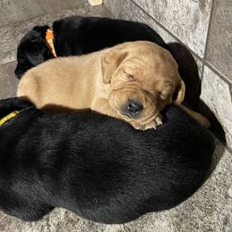 Labrador Retriever Puppies from Bayside Labradors