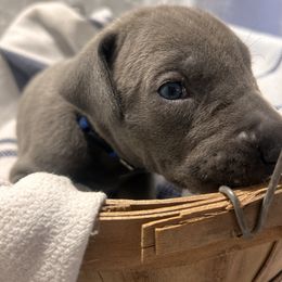 Blue Boy - Blue and white male Great Dane puppy in Albertville, Alabama from Wild Willow Danes