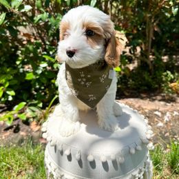 Australian Labradoodle and Labradoodle Puppies from Doodles_Ko