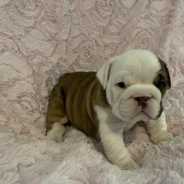 Bulldog Puppies from Semper Fi Bulldogs