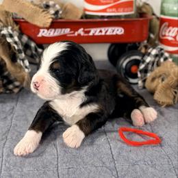 Bronco (Red boy) - Tri-color male Bernedoodle puppy in Waukesha, Wisconsin from Bernedoodle Boutique (and Cavapoos)