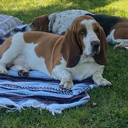 Basset Hounds from The Kennels at Tate Farm