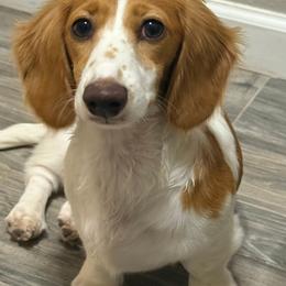 Hemmi - Piebald female Dachshund puppy in Lubbock, Texas from Wagging Tails