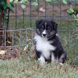 BTM4 - Black tri-color male Australian Shepherd puppy in Warm Springs, Georgia from Out West Aussies
