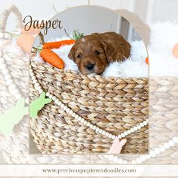Jasper - Red  male Goldendoodle puppy in Bell Buckle, Tennessee from Precious Puptown Doodles