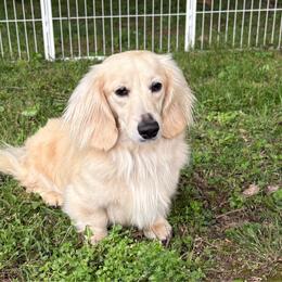 Maverick - Dachshund