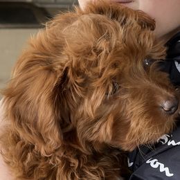 German Shepherd and Goldendoodle Puppies from Kraften K9