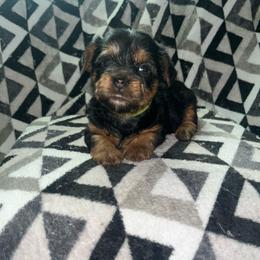 Zazu - Black and tan male Yorkipoo puppy in Gastonia, North Carolina from Banks Dynasty Kennel