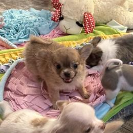 Smiley 5,000 - Blue fawn male Chihuahua puppy in Summerfield, Florida from Uey’s Chihuahuas