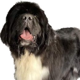 Gracie - Newfoundland