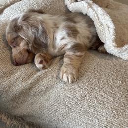 Dachshund All Grown Up from Slinky Doxie 305