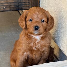 Purple - Red  female Goldendoodle puppy in Mesa, Arizona from Tails and Trails Doodles