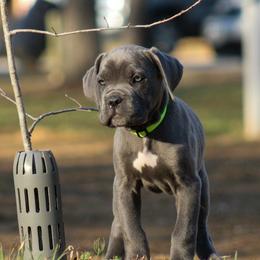 Rogue aka Light Green collar - Gray female Cane Corso puppy in Houston, Texas from Zenith Cane Corso