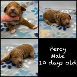 Percy - Red  male Poodle puppy in Grass Valley, California from Sapphire Ridge Poodles