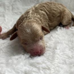 Girl 2 - Apricot female Poodle puppy in Somerset, Ohio from Odyssey Pups