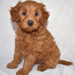 Tulip - Apricot female Goldendoodle puppy in Jasper, Indiana from Hilltop Pups LLC