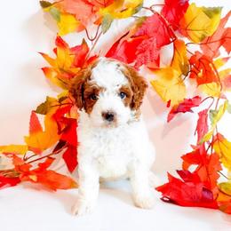 Pumbaa - Red  male Goldendoodle puppy in Kissimmee, Florida from Poodle Doodle Kennels