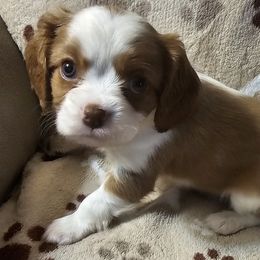 Billy - Blenheim male Cavalier King Charles Spaniel puppy in Eau Claire, Wisconsin from B&C Wigglebutts