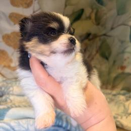 Tri and tan parti - Mojo Jojo - Tri-colored male Pomeranian puppy in Maynardville, Tennessee from Knox Posh Poms