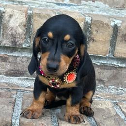 Girl 3 - Black and tan female Dachshund puppy in Choccolocco, Alabama from Ace’s Doxies