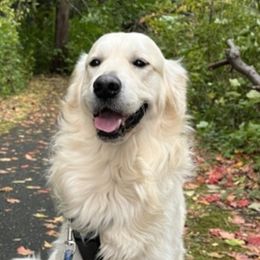 Remi - Golden Retriever