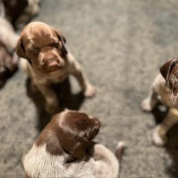 AKC Girl 1 - White and liver female German Shorthaired Pointer puppy in Bluefield, Virginia from Harris Enterprise & Kennels LLC