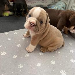 Otis - Fawn and white male Bulldog puppy in Hobe Sound, Florida from Amanda’s Bullies
