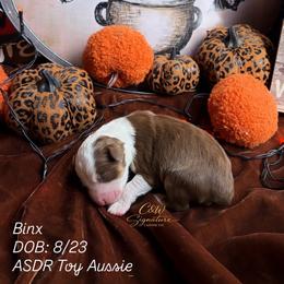 Binx - Red tri male Toy Australian Shepherd puppy in Kenedy, Texas from C&W Signature Canine Co.