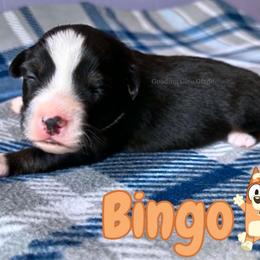 Bingo - Black tri female Miniature American Shepherd puppy in Millington, Tennessee from Goading Glee Glade