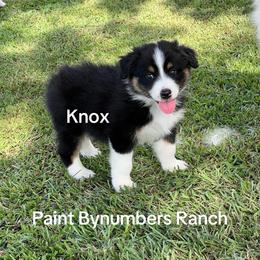 Knox - Black tri-color male Australian Shepherd puppy in Magee, Mississippi from Paint ByNumbers Ranch