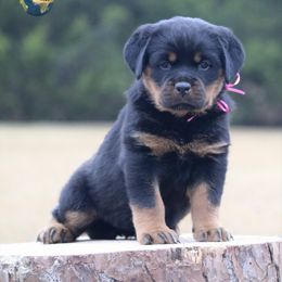 Luma - Black and mahogany female Rottweiler puppy in Uniontown, Alabama from CedarBluff Rottweilers