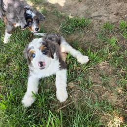 Brownie - Merle male Bernedoodle puppy in Mc Gaheysville, Virginia from Doting Doodles