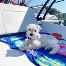 Miniature Schnauzer Puppies from JC Parti Schnauzers
