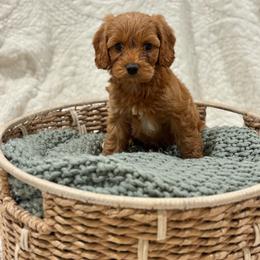 Buck - Red male Cavapoo puppy in Austin, Texas from Doodles of Central Texas