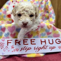 Andrew - Cream male Maltipoo puppy in Mabelvale, Arkansas from Durham's Designer Poos