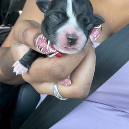 Black and white girl - Black and white female Chihuahua puppy in College Park, Georgia from Wicked Envy Chihuahuas