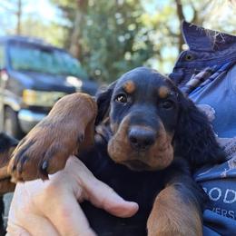 Gordon Setter puppies from Katherine's Golden Retrievers, Gordon Setters, and English Setters