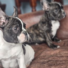 French Bulldog puppies from Addylane Frenchies