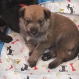 Berger Picard Puppies from Touche Rose