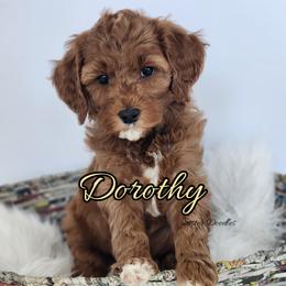 Dorothy - Red  female Goldendoodle puppy in Humboldt, Minnesota from Sister Doodles