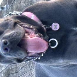 Cane Corso from Golden Isles Cane Corsos