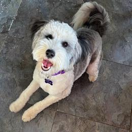 Daphne - Sheepadoodle