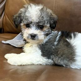 Sassy - Black and silver female Havanese puppy in Lancaster, South Carolina from 3 Bs Havanese-PUPPIES with  PURPOSE
