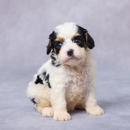 Sofia - Tri-color female Cavapoo puppy in Apple Creek, Ohio from Grandeur Valley Puppies