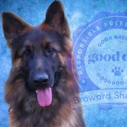 German Shepherd Puppies from Broward Shepherds
