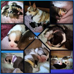 Pembroke Welsh Corgi Puppies from BLACK HILLS CORGIS