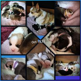 Pembroke Welsh Corgi Puppies from BLACK HILLS CORGIS
